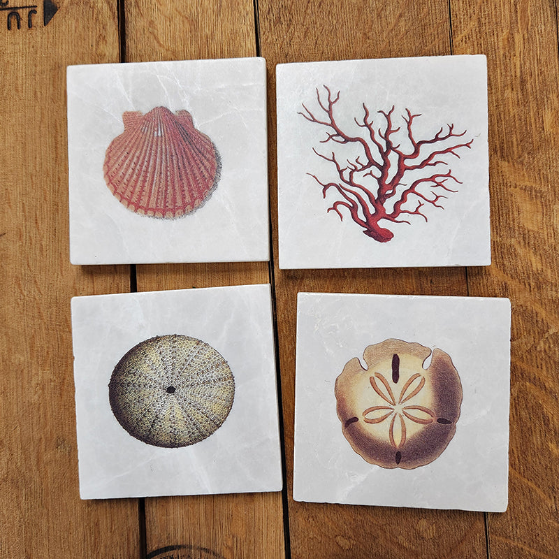Classic Sea Shells- Set of 4 coasters